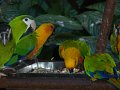 033_Parc aux oiseaux